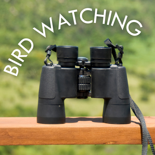Image for event: Introduction to Birding